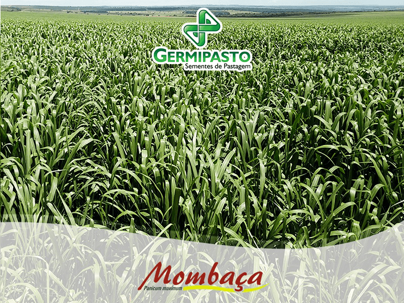SEMILLAS DE PASTO MOMBAZA