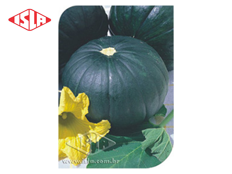 SEMILLA ZAPALLO DE TRONCO TORTUGA 250 GR ISLA