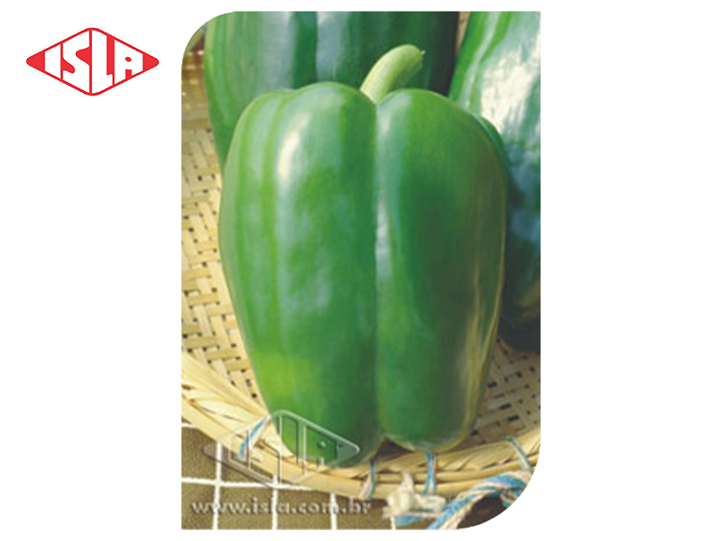 SEMILLA LOCOTE YOLO WONDER (BRILLANTE) 250 GR ISLA