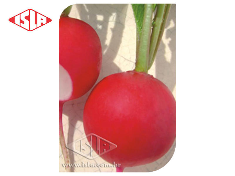 SEMILLA RABANITO GIGANTE SICULO 500 GR ISLA