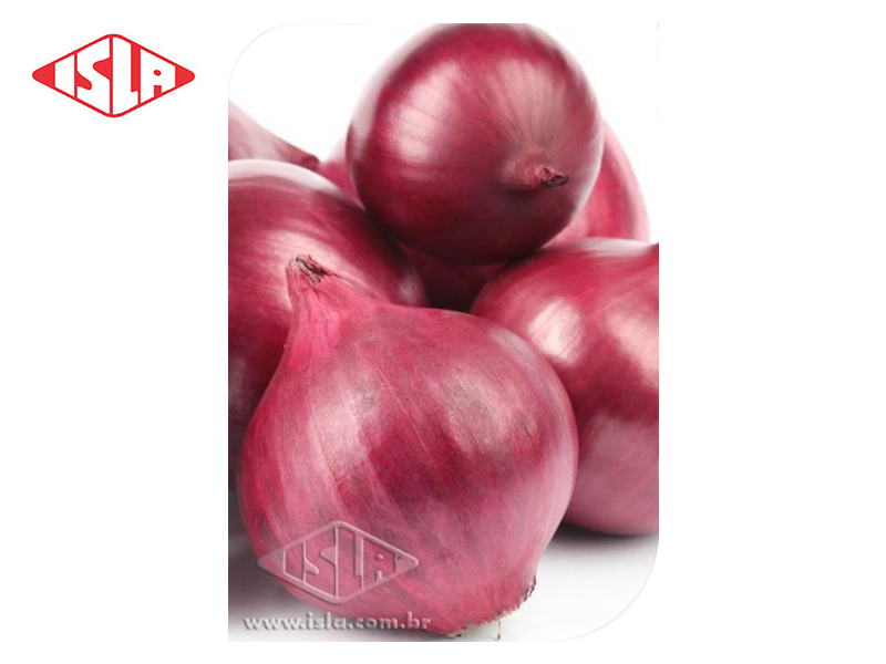 SEMILLA MULTI CEBOLLA ROJA ISLA