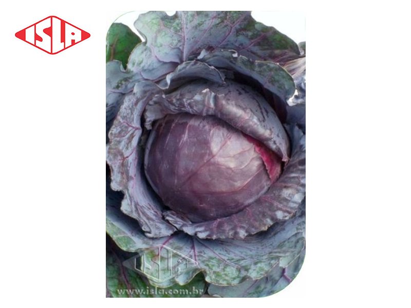 SEMILLA HIBRIDA REPOLLO ROJO STAR RED 1.000 SEMILLAS ISLA