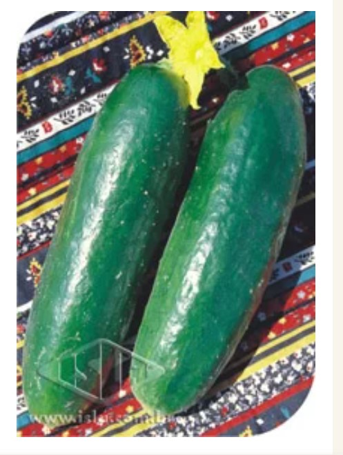 SEMILLA PEPINO VERDE COMPRIDO 100 GR ISLA