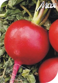 SEMILLA GOLDEN SUPER RABANITO APOLO ISLA