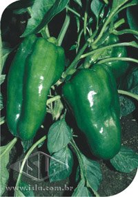 SEMILLA GOLDEN SUPER LOCOTE CASCARA DURA IKEDA (VORAZ)  5GR ISLA