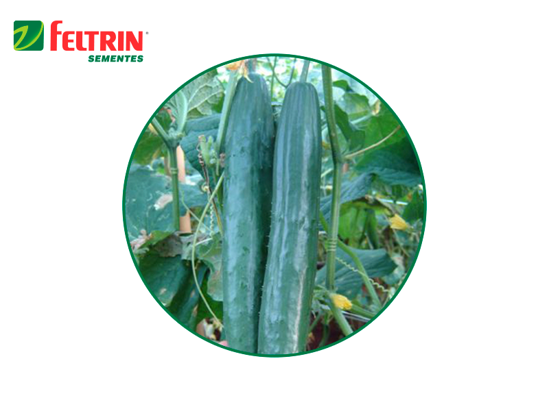 SEM.HIB.PEPINO SOUDAI F1 10GR SOBRE