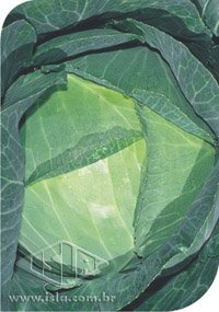 SEMILLA REPOLLO LOCO DE VERANO 100 GR ISLA