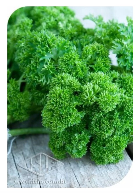SEMILLA PEREJIL CRESPA 250 GR ISLA