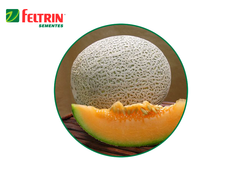 SEM.HIB.MELON RAFAEL 1.000 SEM.